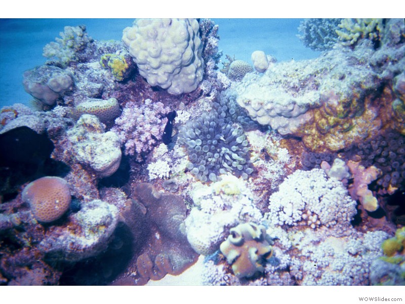 Anemone06