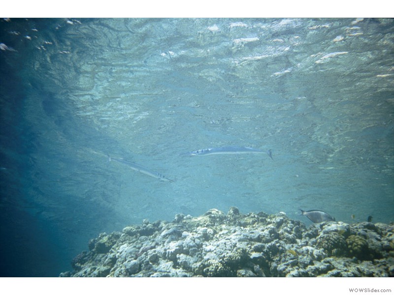 Baracuda01