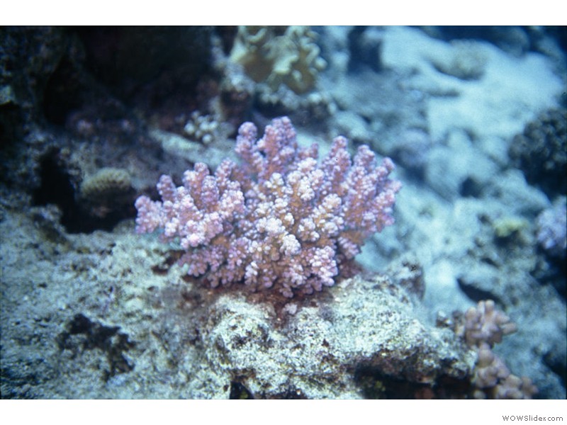 Corail01