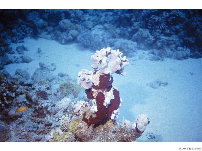 Corail-chou01