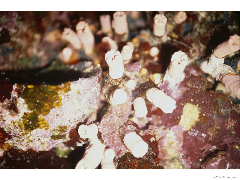 Corailmacro01
