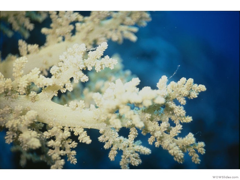 Corail-mou01