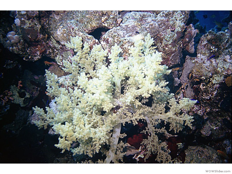 Corail-mou03