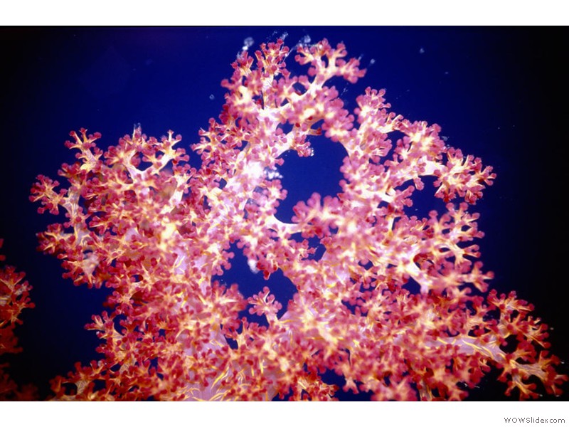 Corail-mou-macro01