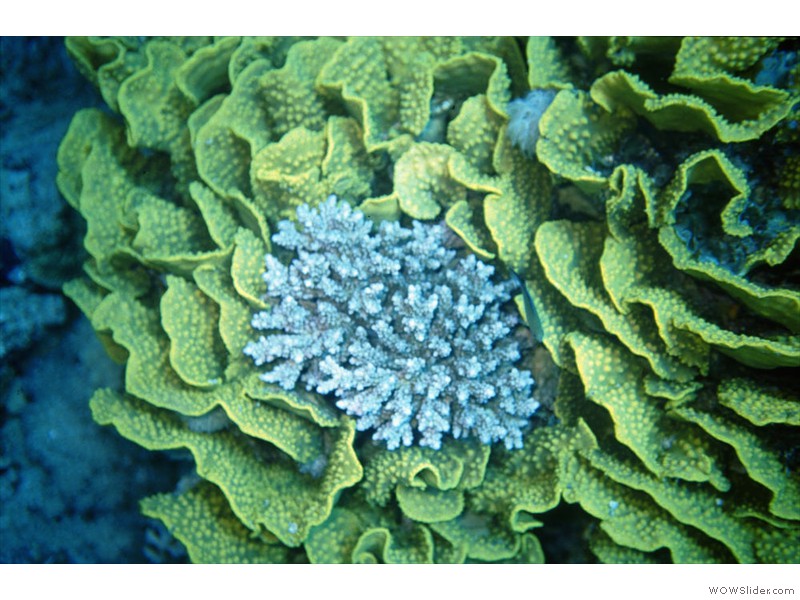 Corail-salade01