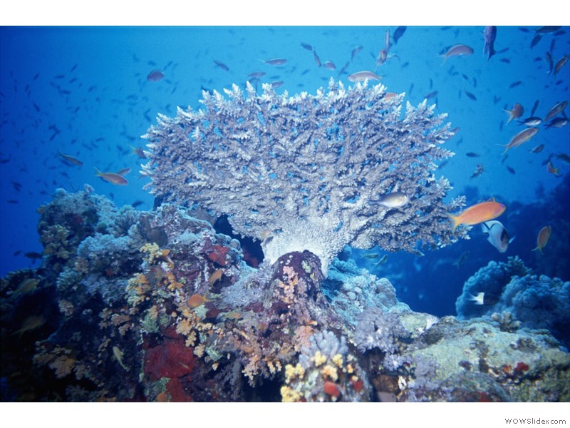 Corail-tabulaire03