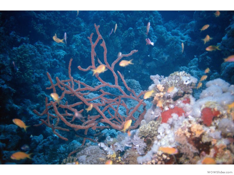 Divers10