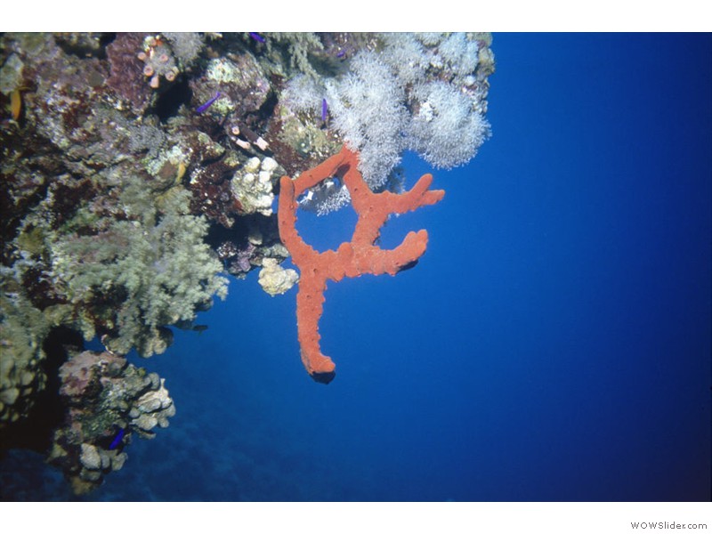 Divers11