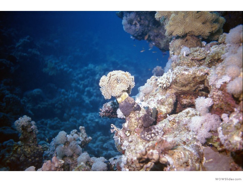 Divers13