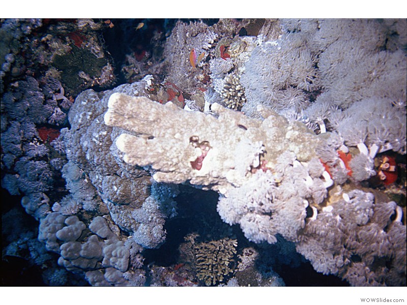 Divers14