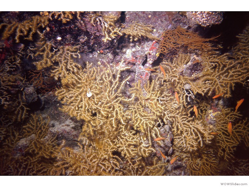 Gorgonne01