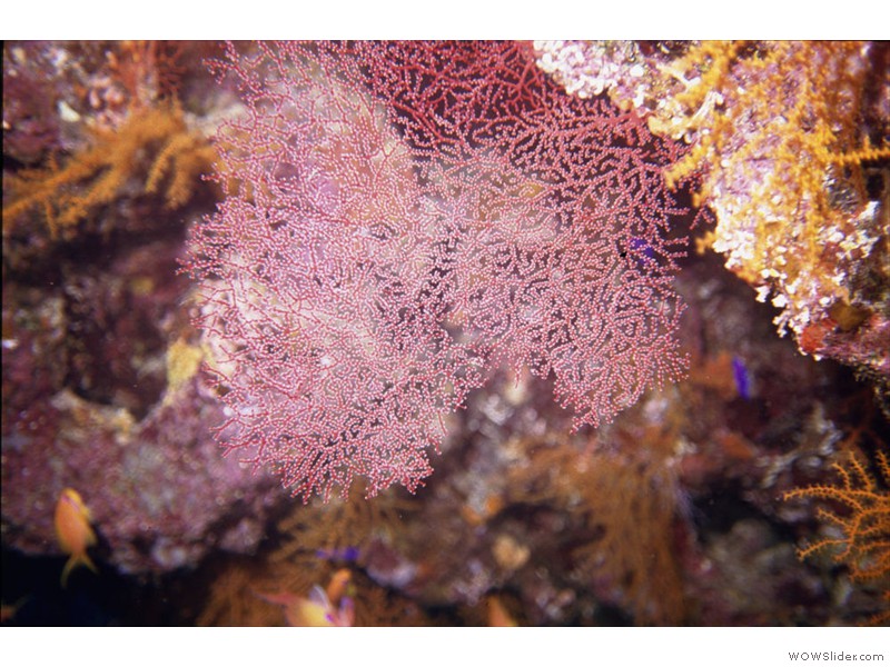 Gorgonne06