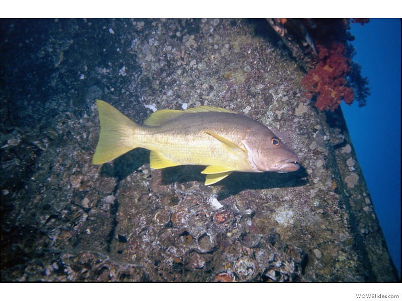 Poisson07